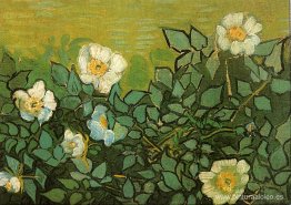 rosas silvestres