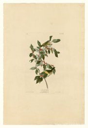 Lámina 89 Reinita de Nashville