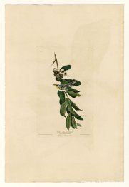 Lámina 85 Reinita garganta amarilla