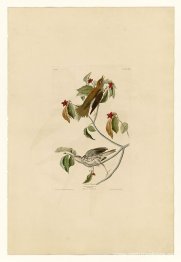 Lámina 73 Zorzal de madera