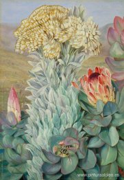 Gigante Eterno y Protea en las colinas cerca de Port Elizabeth