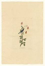 Lámina 155 Reinita azul de garganta negra