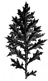 Acanto