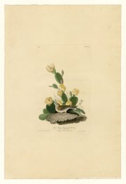 Lámina 94 Pinzón herbívoro o escribano alado de bahía