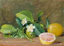 Follaje, flores y frutos de una variedad de guayaba. Follaje, flores y frutos de una variedad de guayaba.