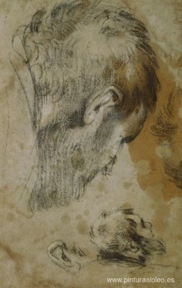Dos estudios de la cabeza de un hombre barbudo Dos estudios de la cabeza de un hombre barbudo