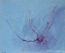 Rociado de roble en invierno Rociado de roble en invierno