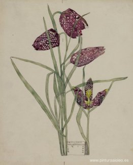 fritillaria fritillaria