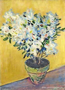Azaleas blancas en una olla Azaleas blancas en una olla