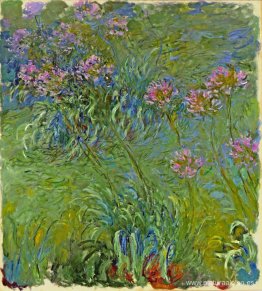 Flores de agapanto Flores de agapanto