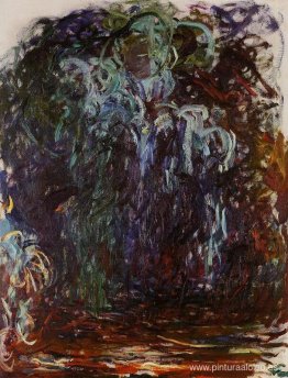 Sauce llorón Sauce llorón