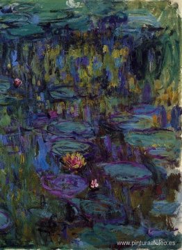 Nenúfares Nenúfares