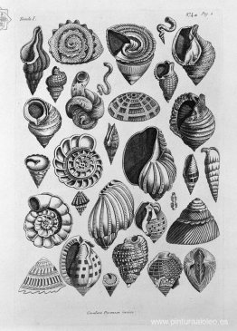 Varias conchas tomadas del real. Varias conchas tomadas del real.