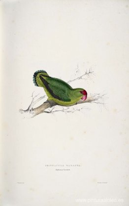 Psittacula taranta. Periquito abisinio (Agapornis abisinio) Psittacula taranta. Periquito abisinio (Agapornis abisinio)