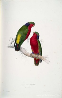 Psittacula kuhlii (Loritos de Kuhl) Psittacula kuhlii (Loritos de Kuhl)