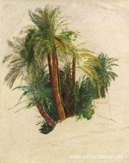 Estudio de palmeras. Estudio de palmeras.