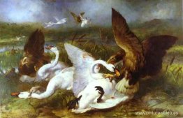 Swannery invadida por águilas Swannery invadida por águilas