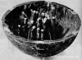 bosque musical bosque musical