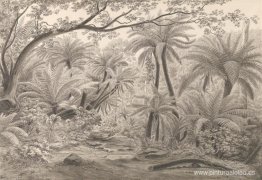 Ferntree o Dobson's Gully, Cordilleras Dandenong Ferntree o Dobson's Gully, Cordilleras Dandenong