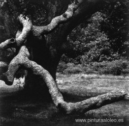 El árbol 35 El árbol 35
