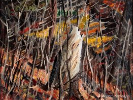Bosques en otoño Bosques en otoño