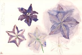 Clematita Clematita