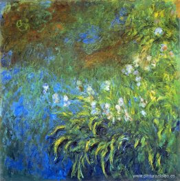 Iris en el estanque de rosas marinas Iris en el estanque de rosas marinas