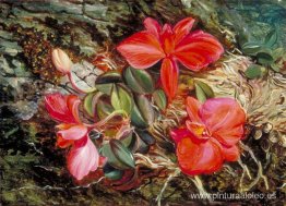 orquídea brasileña orquídea brasileña