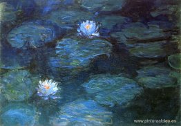 Nenúfares Nenúfares