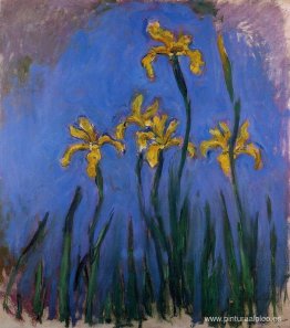 Iris amarillos Iris amarillos