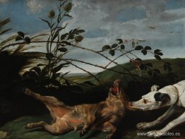 Galgo atrapando un joven jabalí Galgo atrapando un joven jabalí