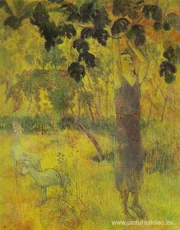 Hombre recogiendo fruta de un árbol Hombre recogiendo fruta de un árbol