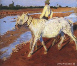 caballos caballos