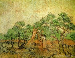 Recogida de aceitunas Recogida de aceitunas