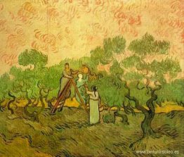 Recogida de aceitunas Recogida de aceitunas