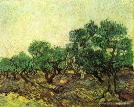 Recogida de aceitunas Recogida de aceitunas