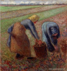 Cosecha de papa Cosecha de papa