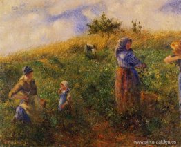 Recogiendo guisantes Recogiendo guisantes