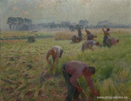 Cosecha de lino Cosecha de lino