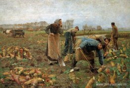 La cosecha de remolacha La cosecha de remolacha