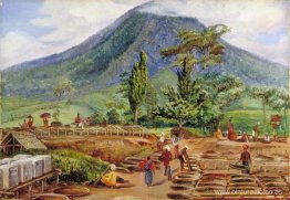 Secado de té en el establecimiento del Sr. Hölle, Java Secado de té en el establecimiento del Sr. Hölle, Java