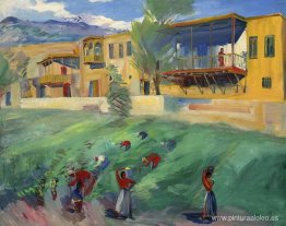 Recolección de uvas Recolección de uvas