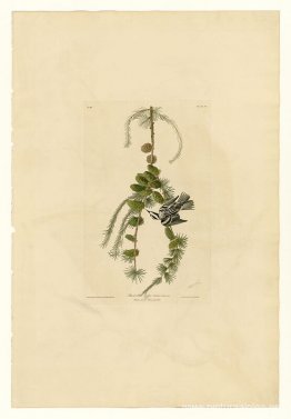 Placa 90 Creeper Blanco Y Negro Placa 90 Creeper Blanco Y Negro