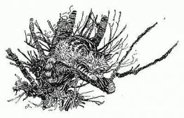 El gato de Cheshire El gato de Cheshire