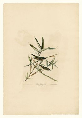 Lámina 28. Papamoscas solitario o vireo Lámina 28. Papamoscas solitario o vireo