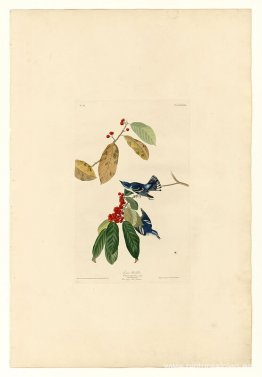 Lámina 48. Reinita azur Lámina 48. Reinita azur