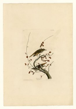 Lámina 58. Zorzal ermitaño Lámina 58. Zorzal ermitaño