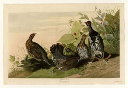 Lámina 176 Grous manchado Lámina 176 Grous manchado