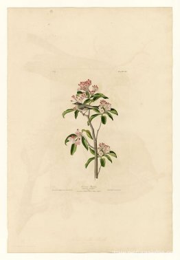 Lámina 55. Regulus de Cuvier Lámina 55. Regulus de Cuvier