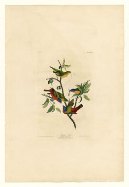 Lámina 53. Pinzón pintado Lámina 53. Pinzón pintado